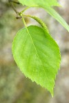 Paper Birch foliage & male catkin detail