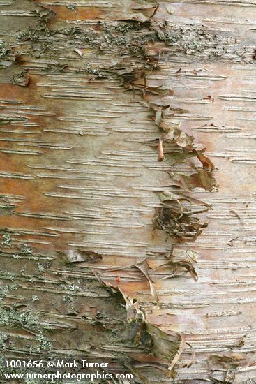 Betula papyrifera