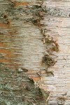 Paper Birch bark detail