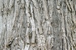 Black Cottonwood bark detail