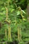 Paper Birch foliage, female & male catkins