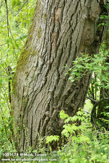 Populus trichocarpa