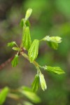 Vine Maple new foliage w/ raindrops