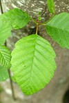 Red Alder foliage detail