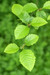 Red Alder new foliage