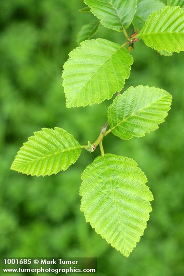 Alnus rubra