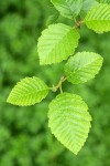 Red Alder new foliage