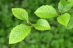 Red Alder new foliage