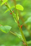 Nootka Rose new thorns detail