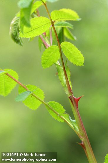 Rosa nutkana