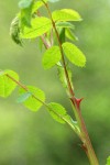 Nootka Rose new thorns & foliage detail