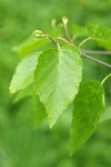 Paper Birch foliage detail