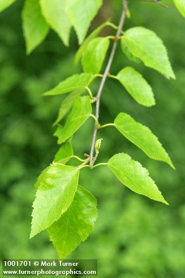 Betula papyrifera