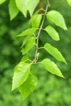 Paper Birch foliage