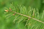 Douglas-fir twig detail