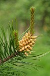 Shore Pine foliage & male cones detail