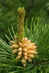 Shore Pine foliage & male cones detail