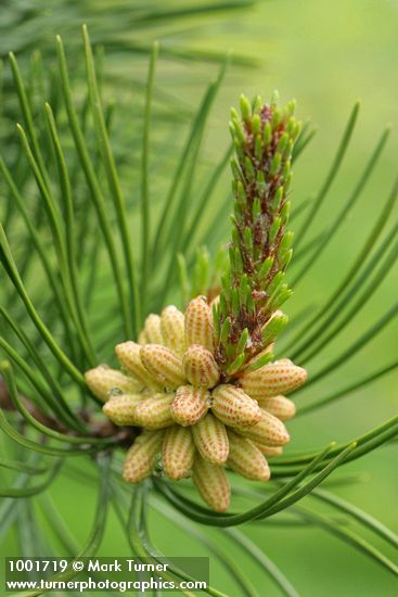 Pinus contorta