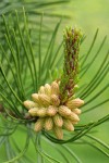 Shore Pine foliage & male cones detail