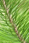 Shore Pine twig & foliage detail