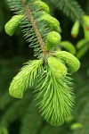 Sitka Spruce new foliage detail