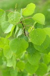 Aspen foliage detail w/ raindrops