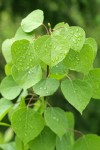 Aspen foliage detail w/ raindrops