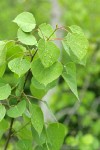 Aspen foliage w/ raindrops