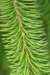 Sitka Spruce twig & needles detail