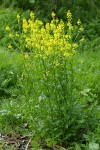 Field Mustard