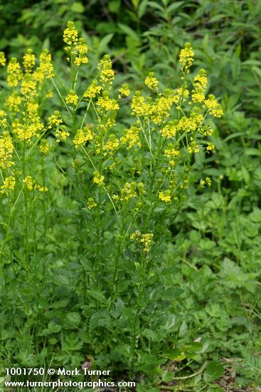 Brassica rapa ssp. campestris (Brassica campestris)