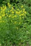 Field Mustard