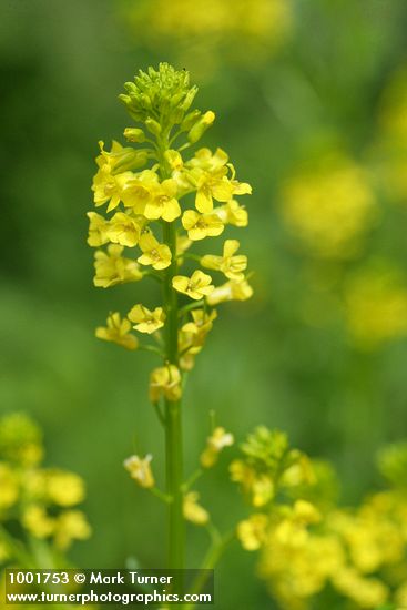 Brassica rapa ssp. campestris (Brassica campestris)