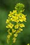 Field Mustard blossoms detail