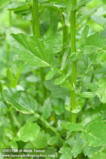 Brassica rapa ssp. campestris (Brassica campestris)