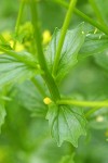 Field Mustard upper cauline leaves detail