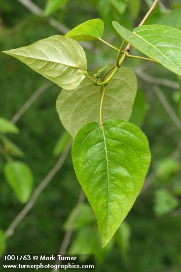 Populus trichocarpa