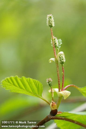 Betula papyrifera