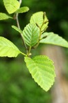 Red Alder foliage & female catkins