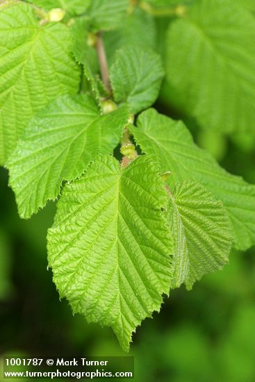Corylus avellana