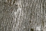 Bigleaf Maple bark
