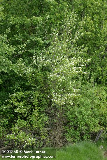 Amelanchier alnifolia