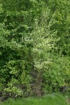 Serviceberry