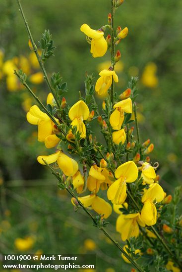 Cytisus scoparius