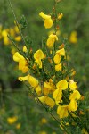 Scotch Broom blossoms & foliage