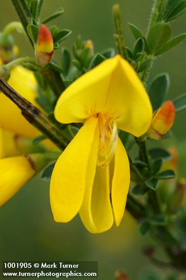 Cytisus scoparius