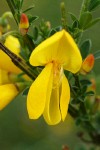 Scotch Broom blossom detail