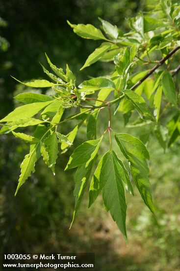 Acer negundo