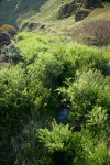 Willows along Spanish Hollow Creek