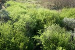 Willows along Spanish Hollow Creek